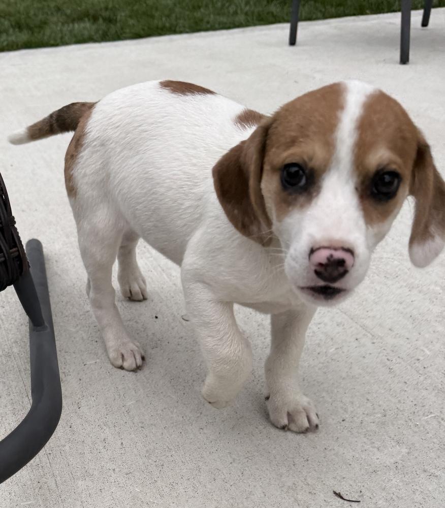 Enlarge Rolo, a Adopted mixed breed in South Bend, IN image 2/6
