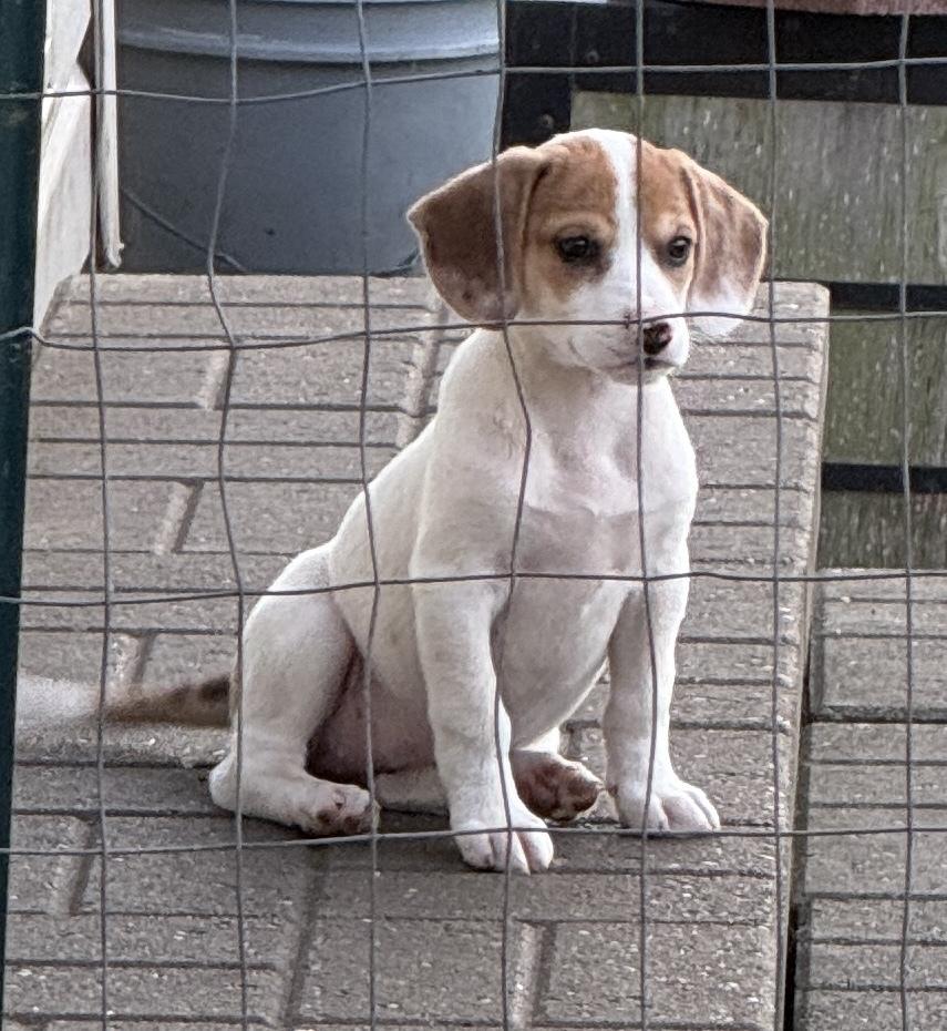 Enlarge Rolo, a Adopted mixed breed in South Bend, IN image 3/6
