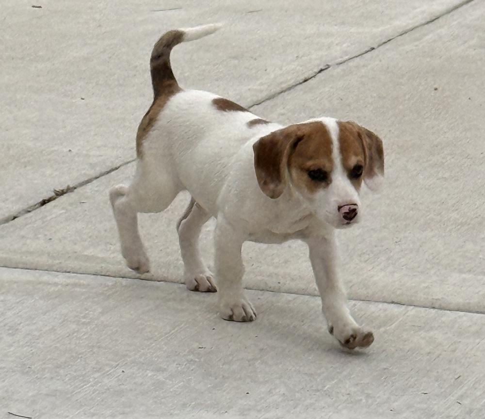 Enlarge Rolo, a Adopted mixed breed in South Bend, IN image 4/6