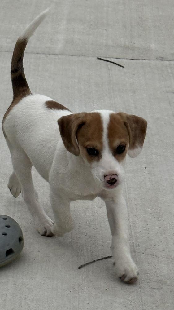 Enlarge Rolo, a Adopted mixed breed in South Bend, IN image 5/6
