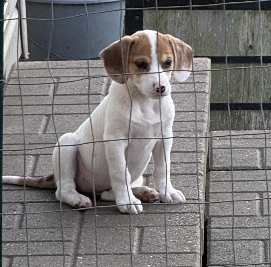 Enlarge Rolo, a Adopted mixed breed in South Bend, IN image 6/6