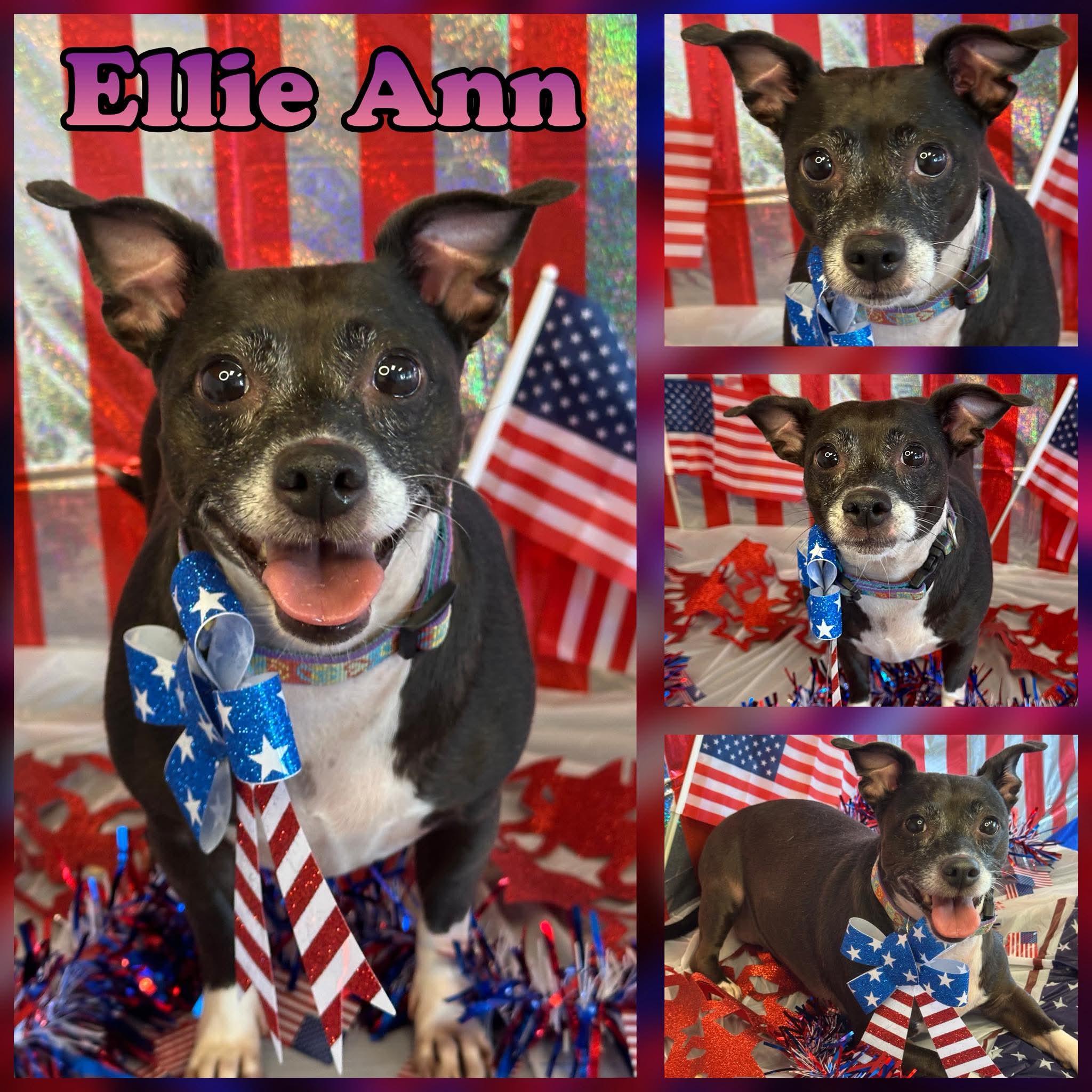 Ellie Ann, adopted, Adult Female Chihuahua & Feist.
