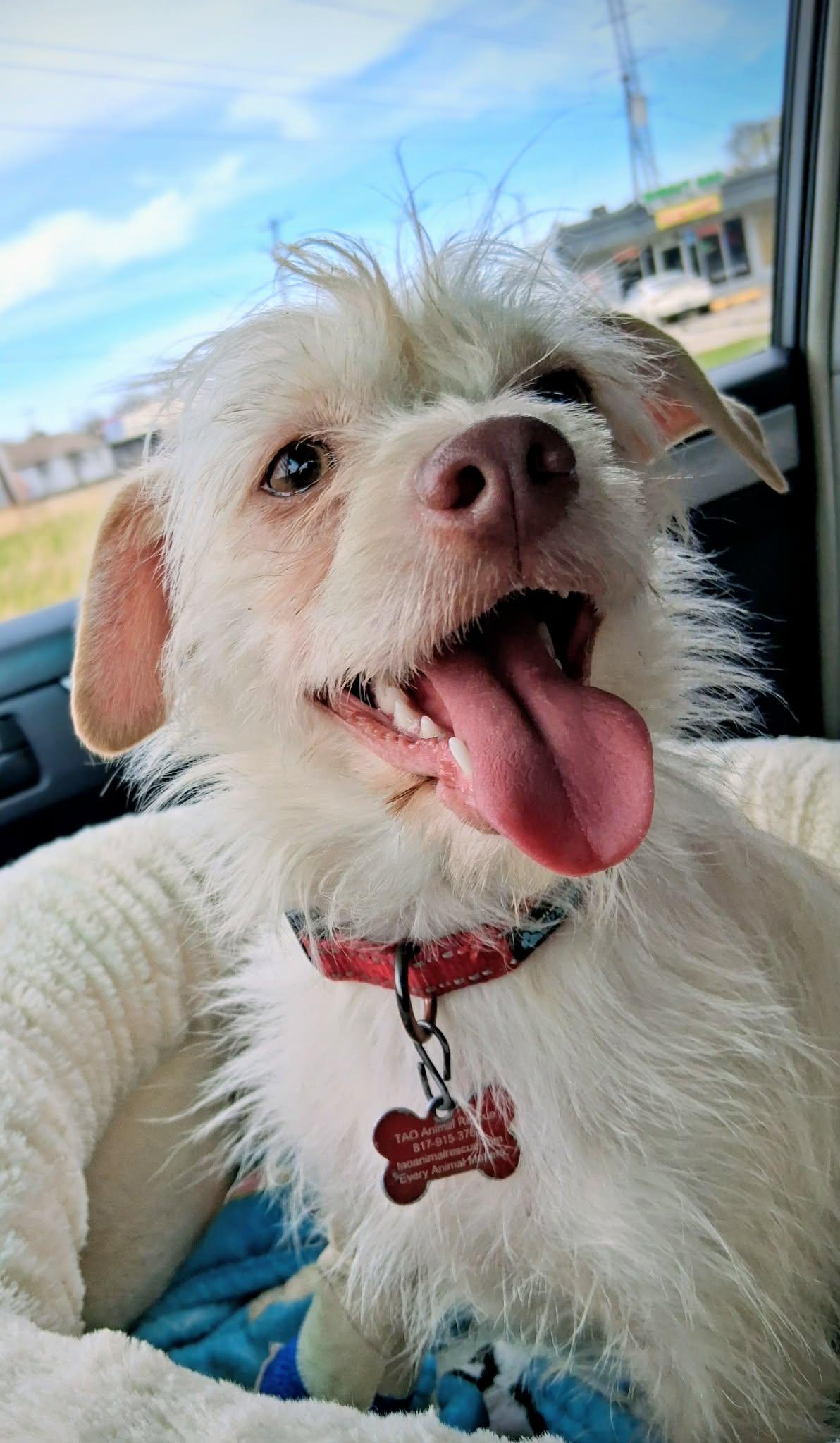 Enlarge Lumina, a ADOPTABLE mixed breed in Fort Worth, TX image 2/4