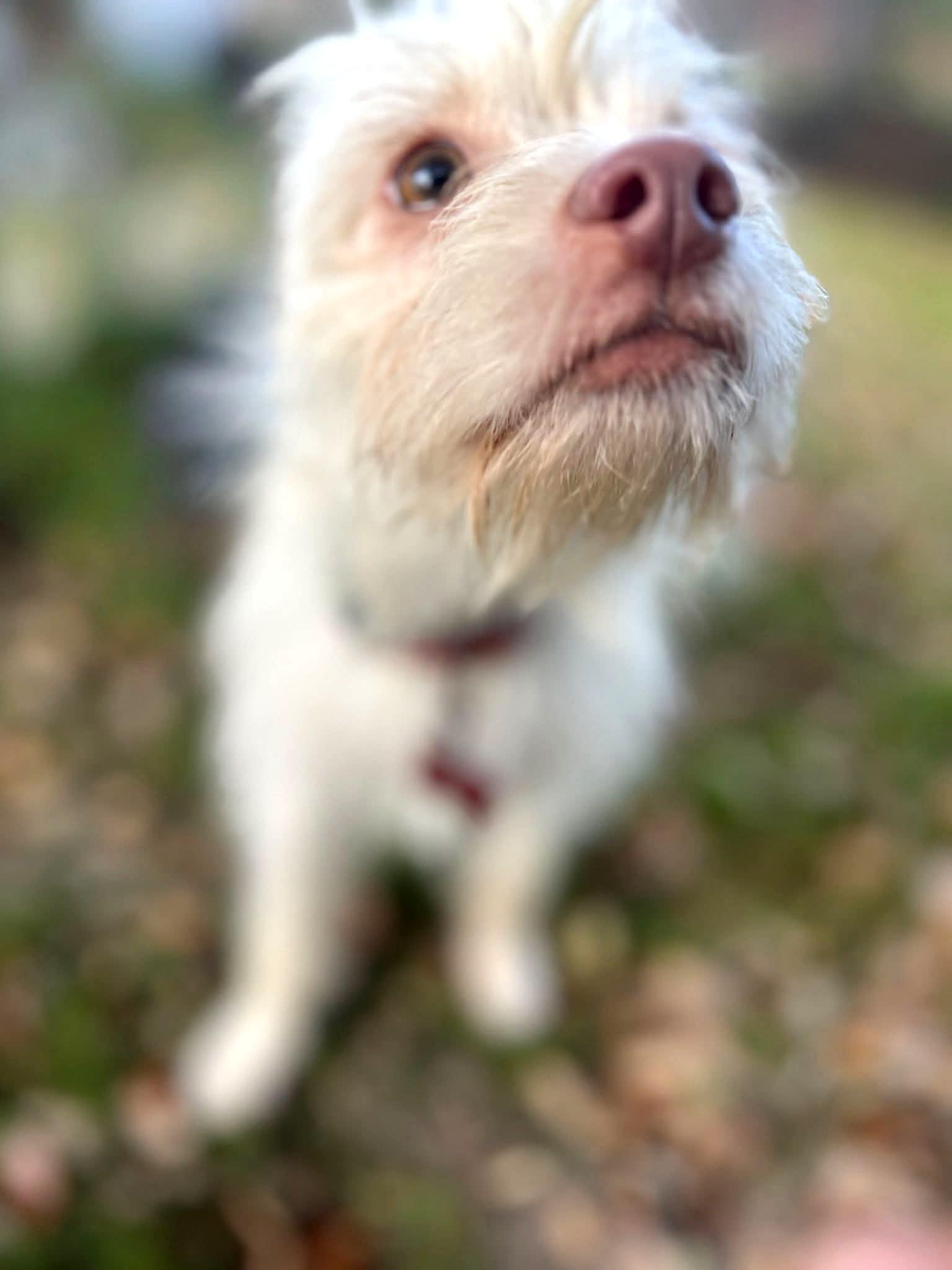 Enlarge Lumina, a ADOPTABLE mixed breed in Fort Worth, TX image 4/4