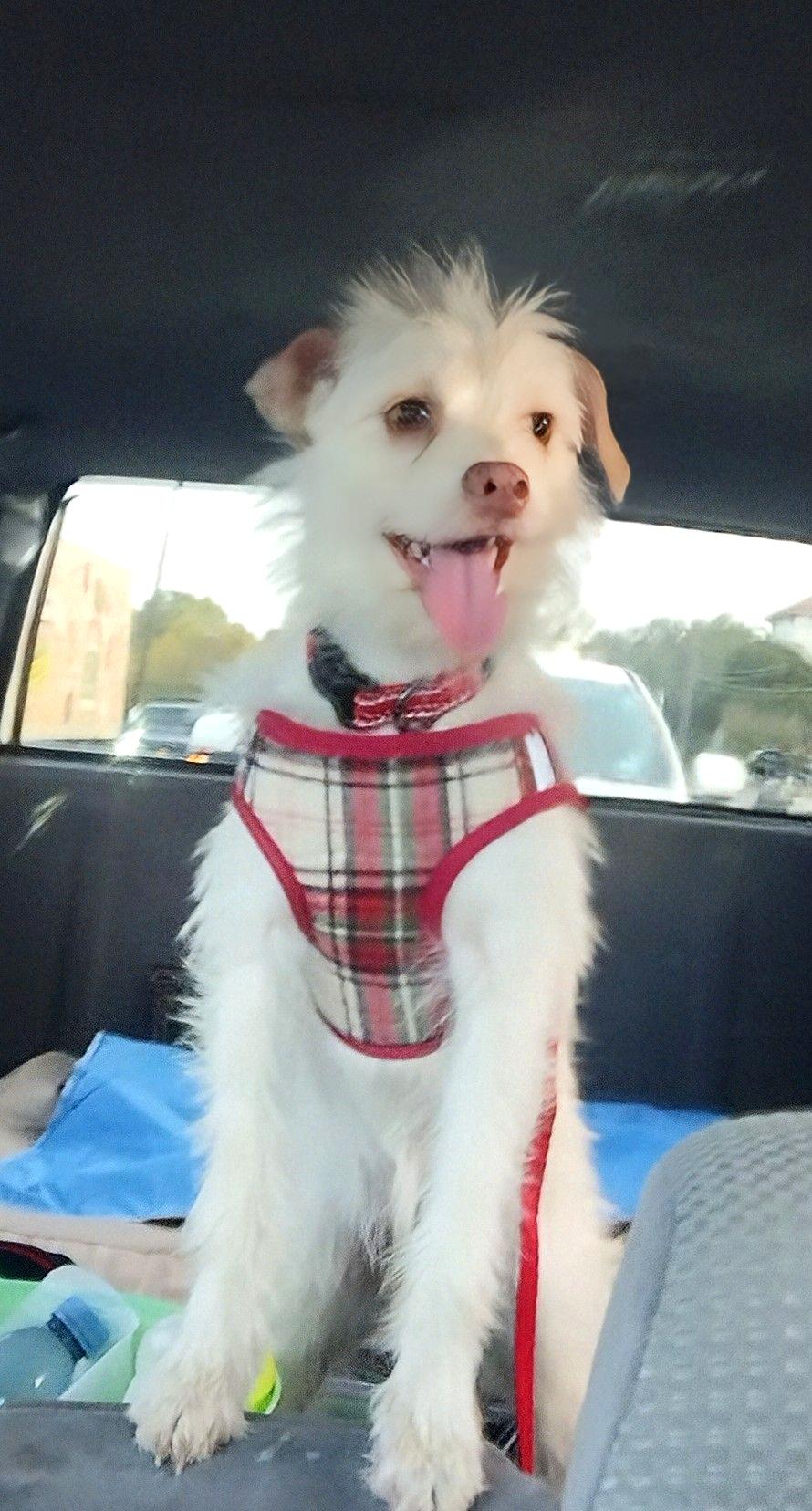 Enlarge Lumina, a ADOPTABLE mixed breed in Fort Worth, TX image 3/4