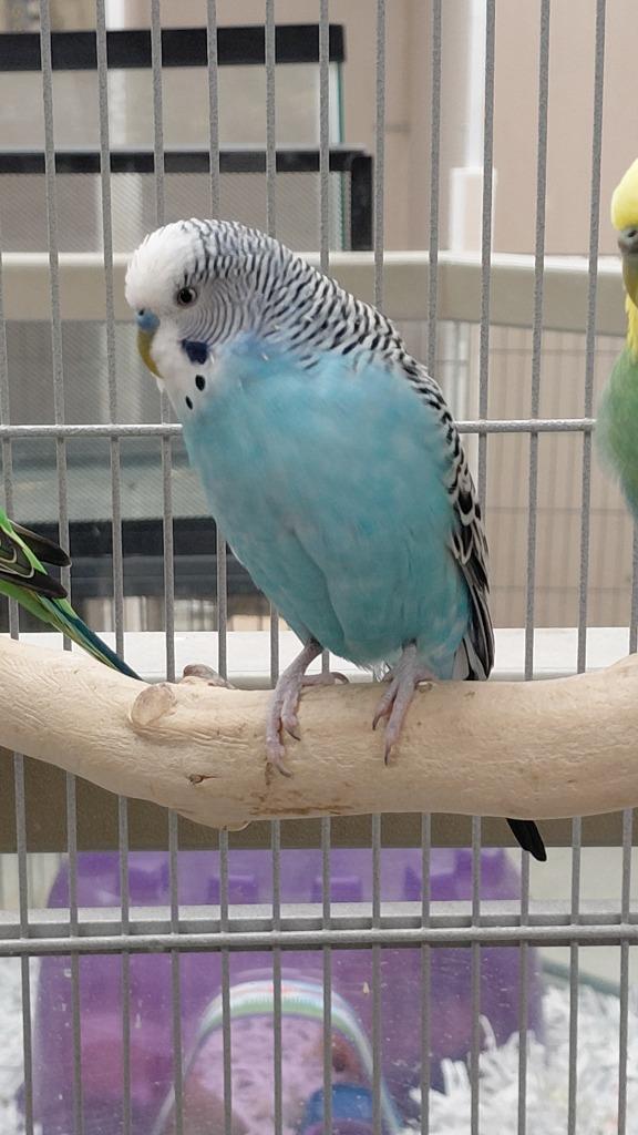 Enlarge Clear blue, a Adoptable Parakeet (Other) in Cincinnati, OH image 1/1