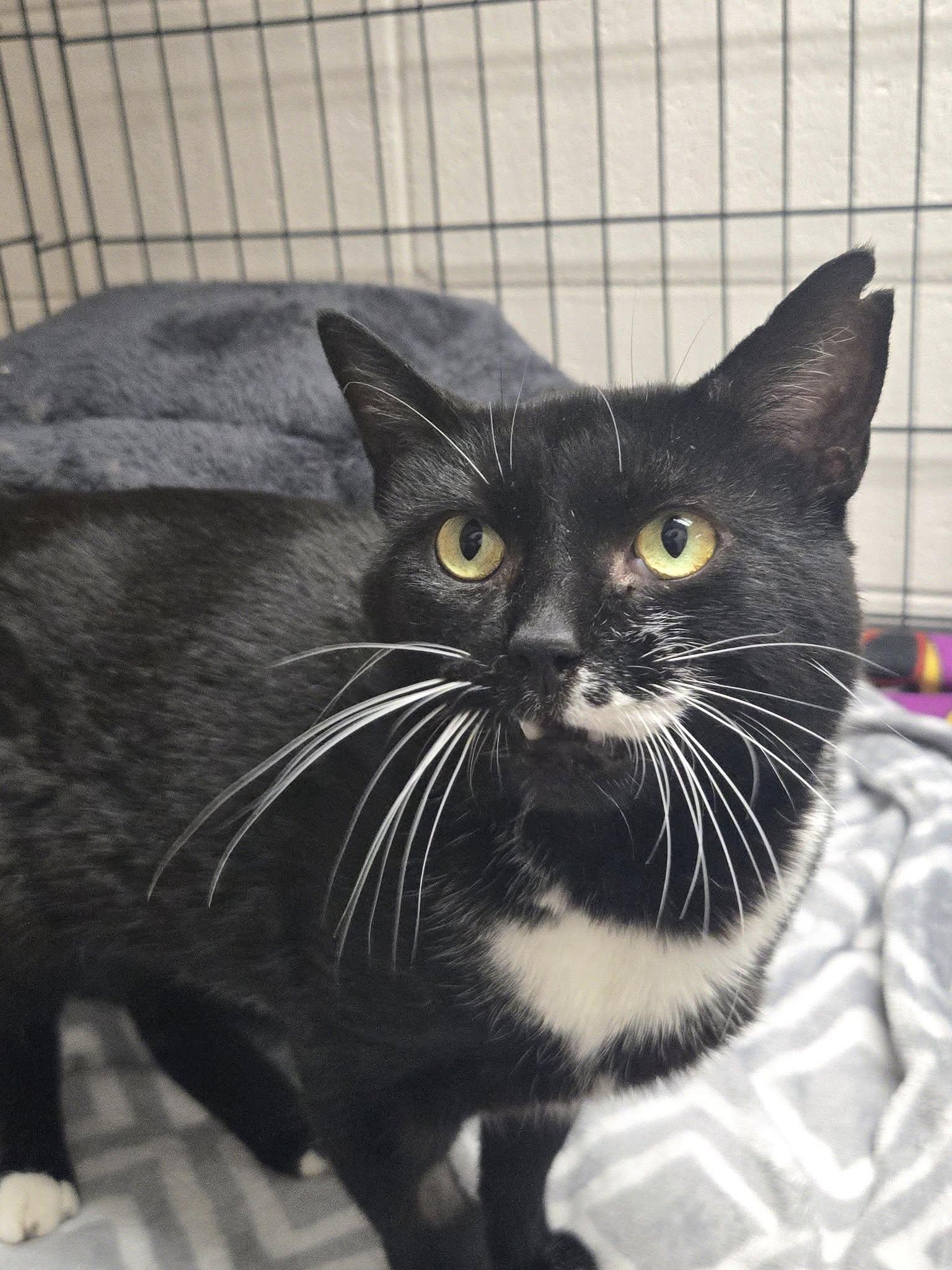 Enlarge Scrabble, a Adoptable Domestic Short Hair in Chilton, WI image 2/5