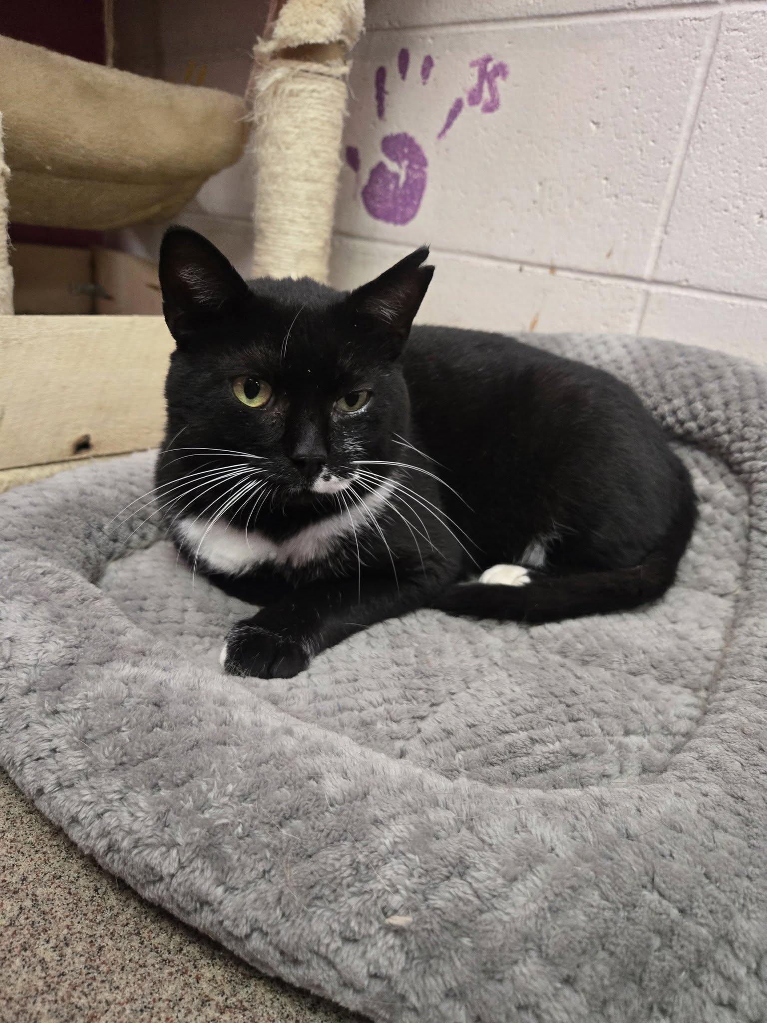 Enlarge Scrabble, a Adoptable Domestic Short Hair in Chilton, WI image 3/5