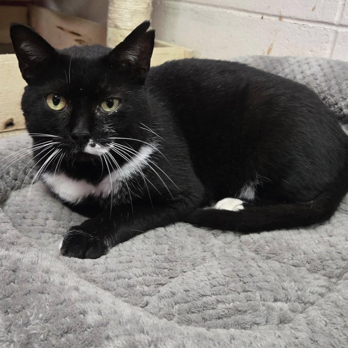 Enlarge Scrabble, a Adoptable Domestic Short Hair in Chilton, WI image 1/5