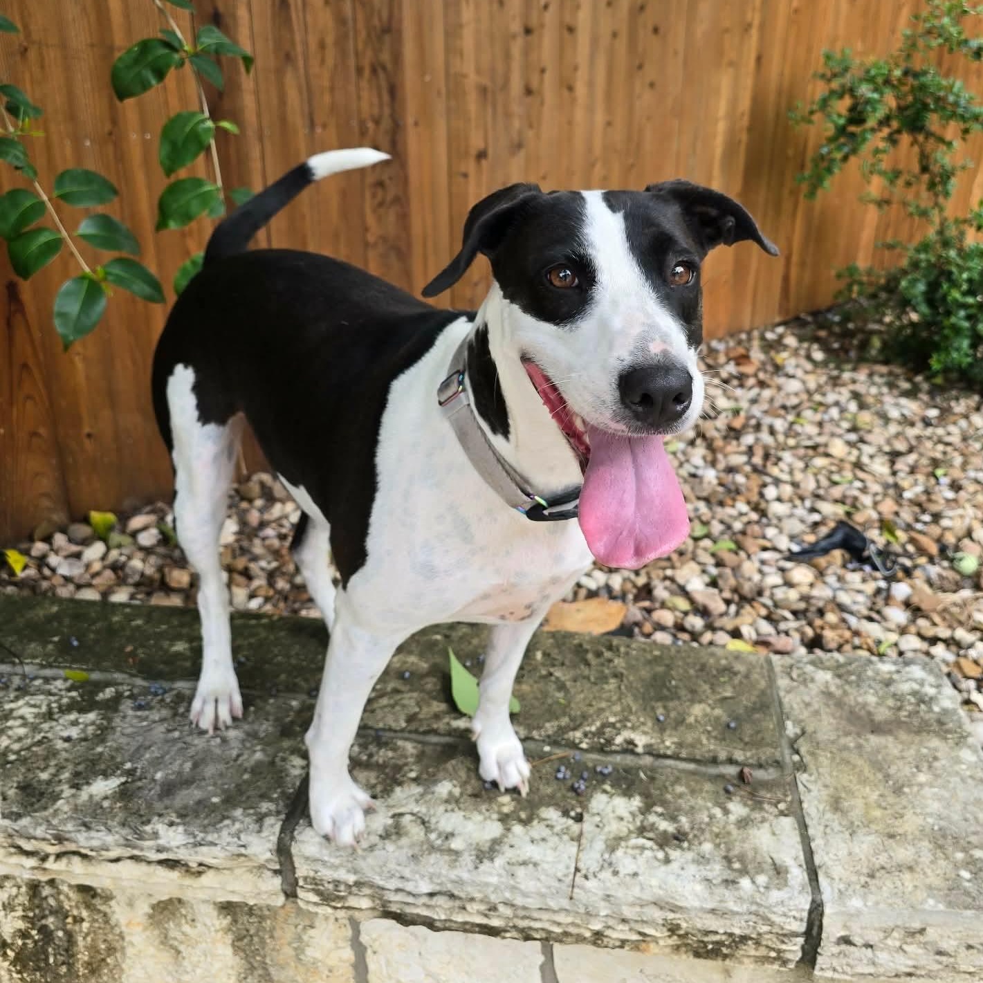 Charity, Adoptable, Young Female Labrador Retriever & Bull Terrier.