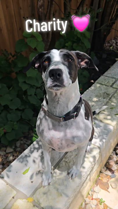 Enlarge Charity, a Adoptable mixed breed in Madison, WI video 2/6