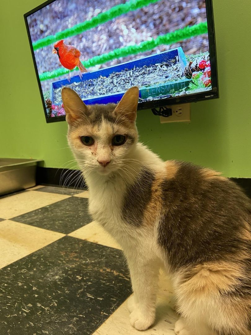 Jade, a Adoptable Calico in Chicago, IL image 1/2