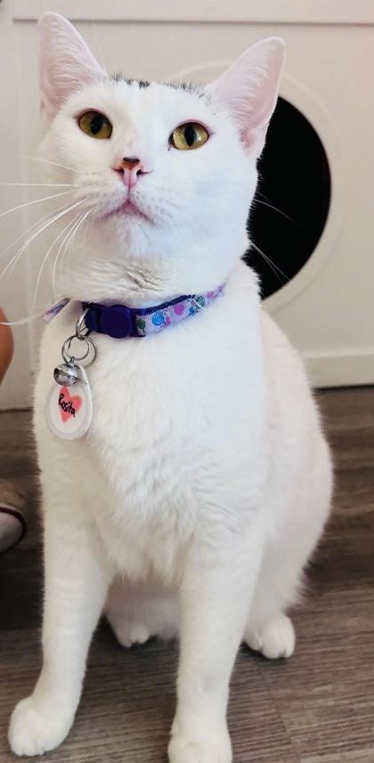 Rosita (Pounce Cat Cafe), a Adoptable Domestic Short Hair image 1/3