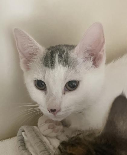 Rosita (Pounce Cat Cafe), a Adoptable Domestic Short Hair image 2/3