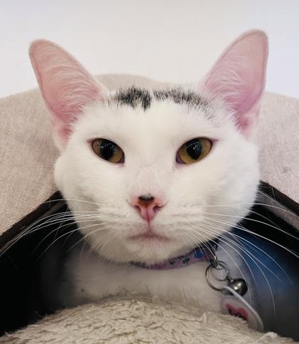 Rosita (Pounce Cat Cafe), a Adoptable Domestic Short Hair image 3/3