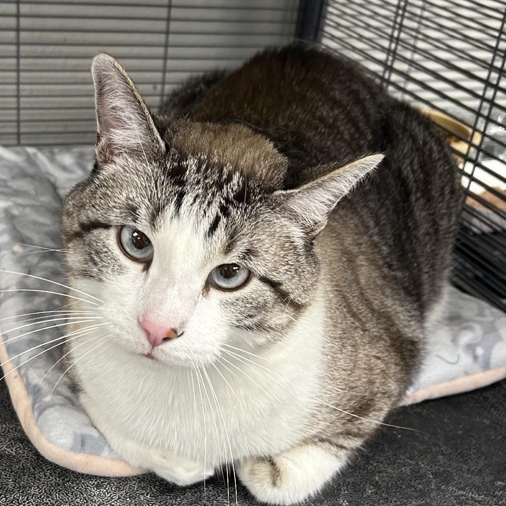Enlarge Romeo, a Adoptable Siamese in Hannibal, MO image 1/2
