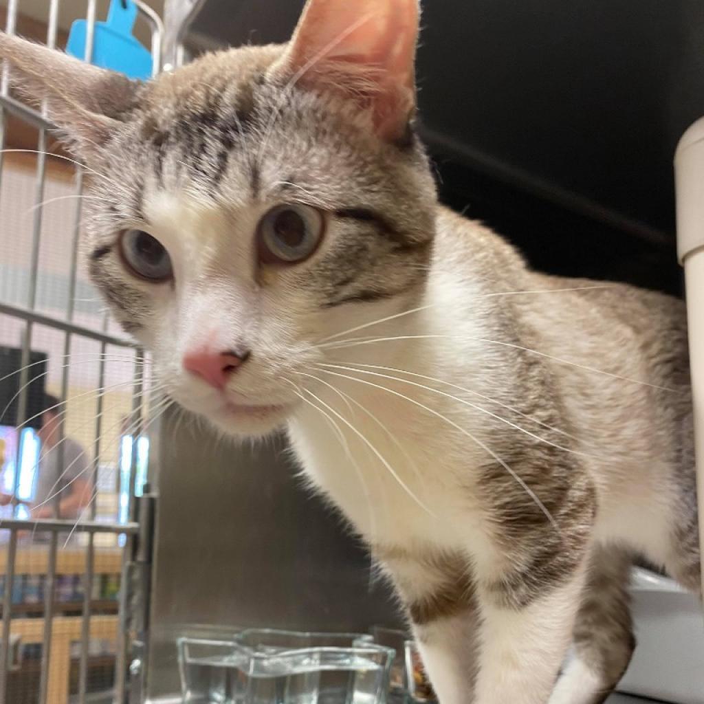 Enlarge Romeo, a Adoptable Siamese in Hannibal, MO image 2/2