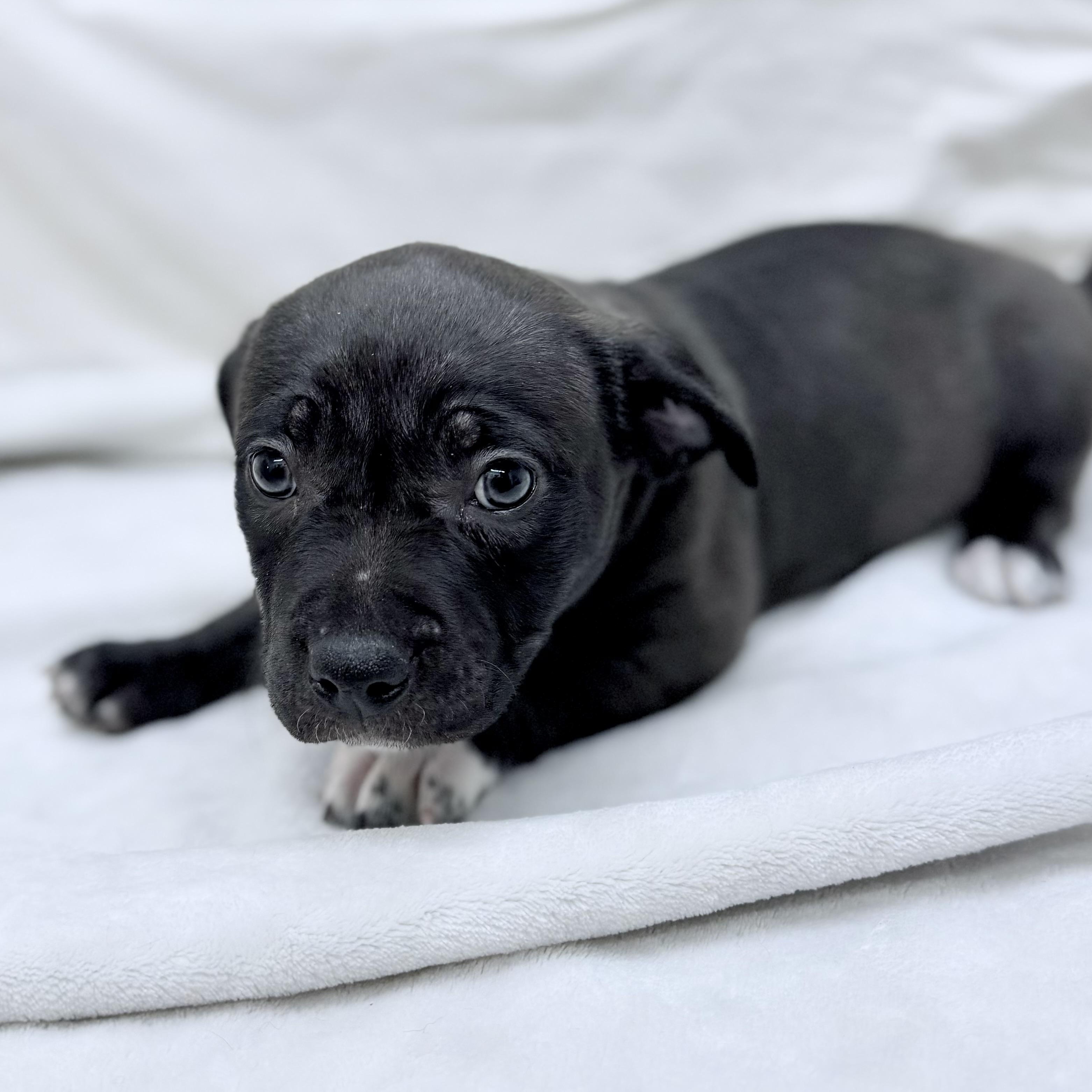 Farley 0125, adopted, Puppy Male American Bulldog.