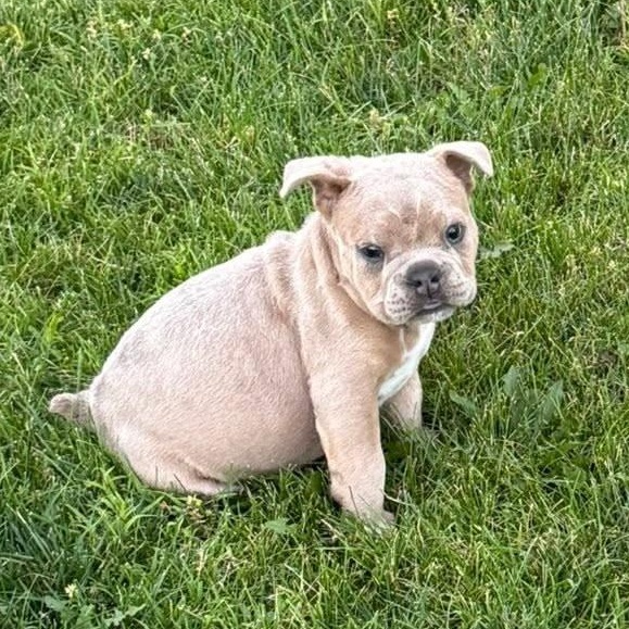 Enlarge Miracle Whip (Whippy), a ADOPTABLE mixed breed in Grafton, OH image 2/4
