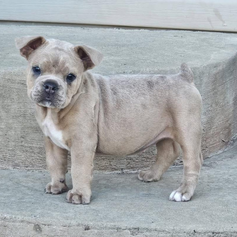 Enlarge Miracle Whip (Whippy), a ADOPTABLE mixed breed in Grafton, OH image 1/4