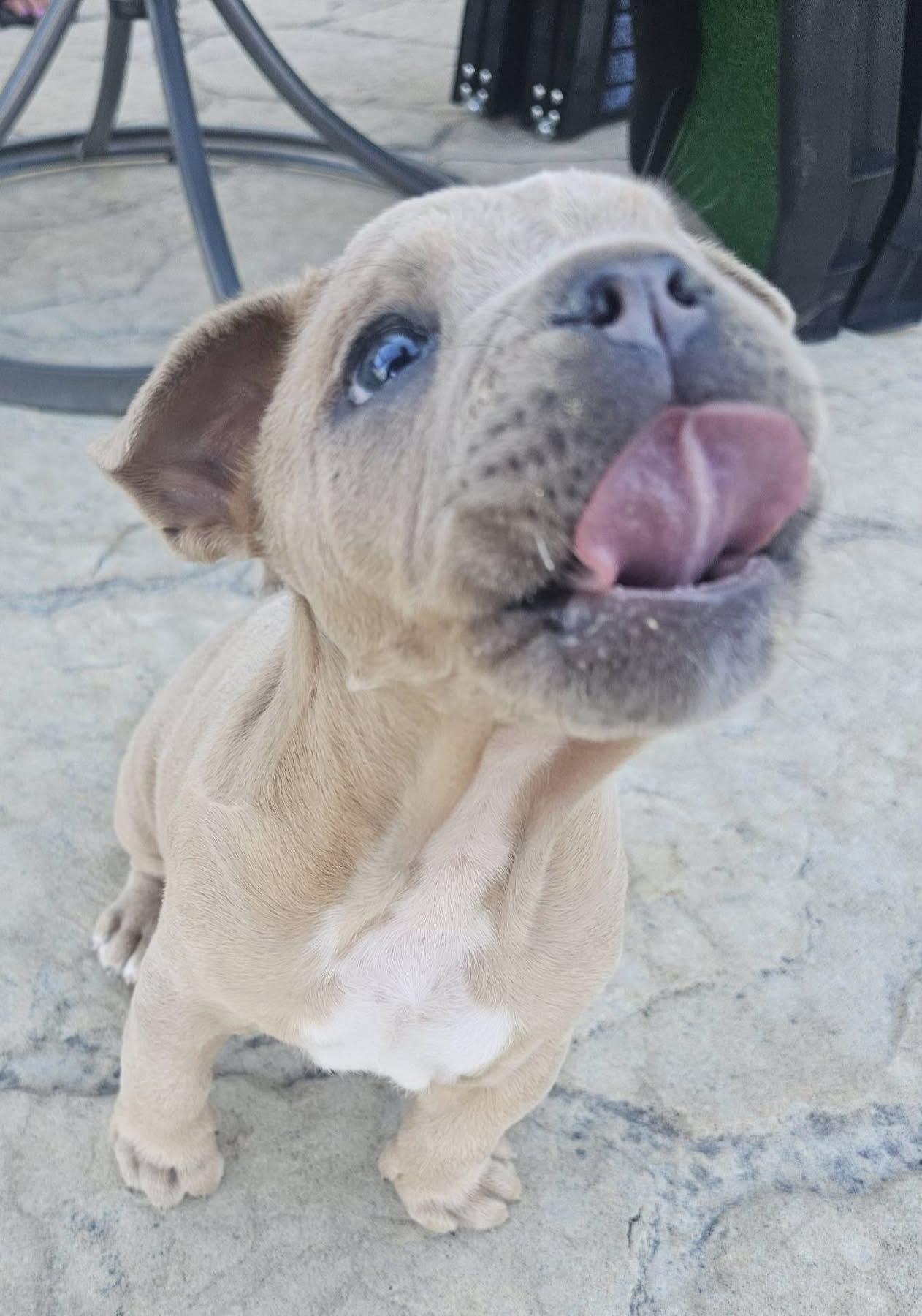 Enlarge Miracle Whip (Whippy), a ADOPTABLE mixed breed in Grafton, OH image 3/4