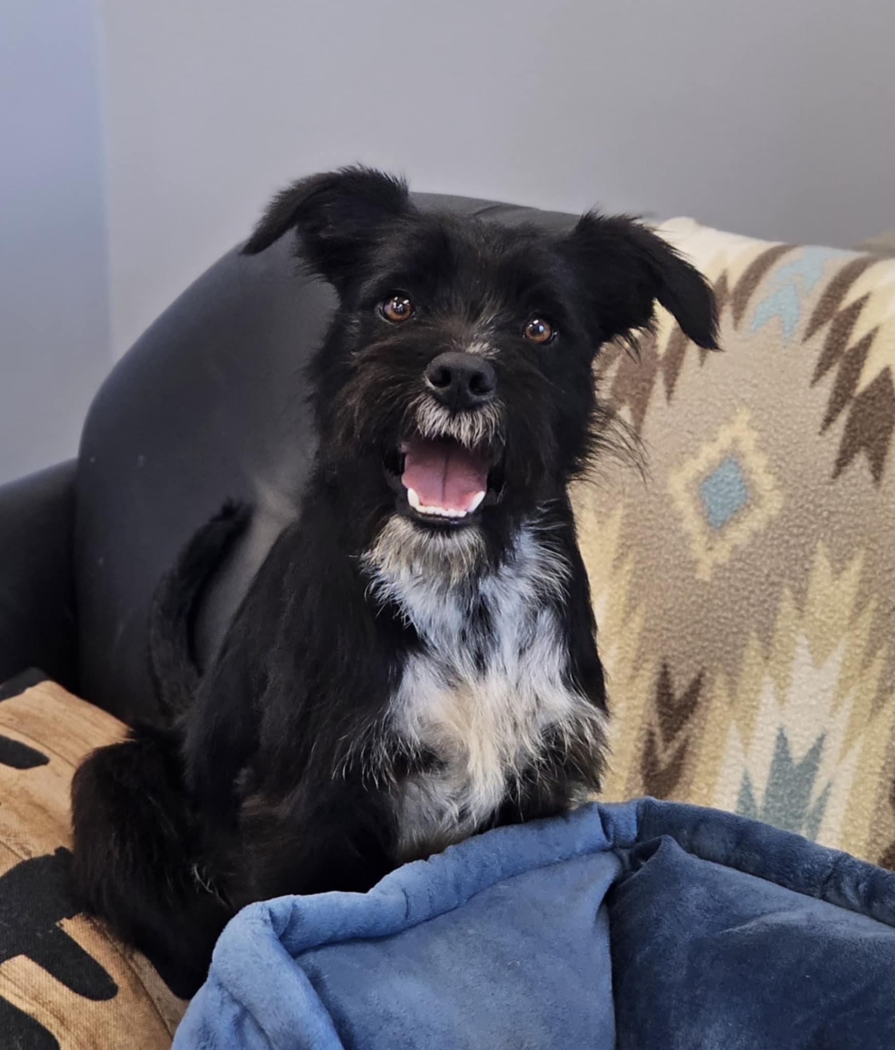 Smoke, ADOPTABLE, Adult • Male, Standard Schnauzer.