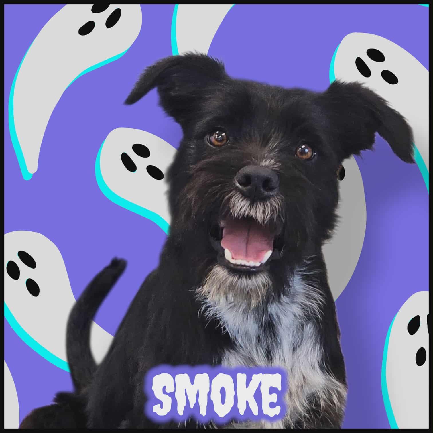 Enlarge Smoke, a Adoptable mixed breed in San Angelo , TX image 2/6
