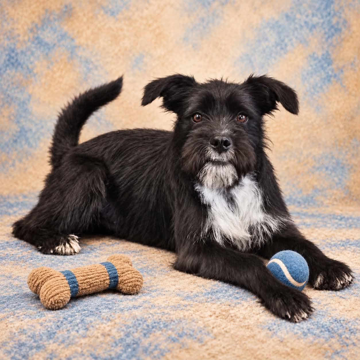 Enlarge Smoke, a Adoptable mixed breed in San Angelo , TX image 3/6