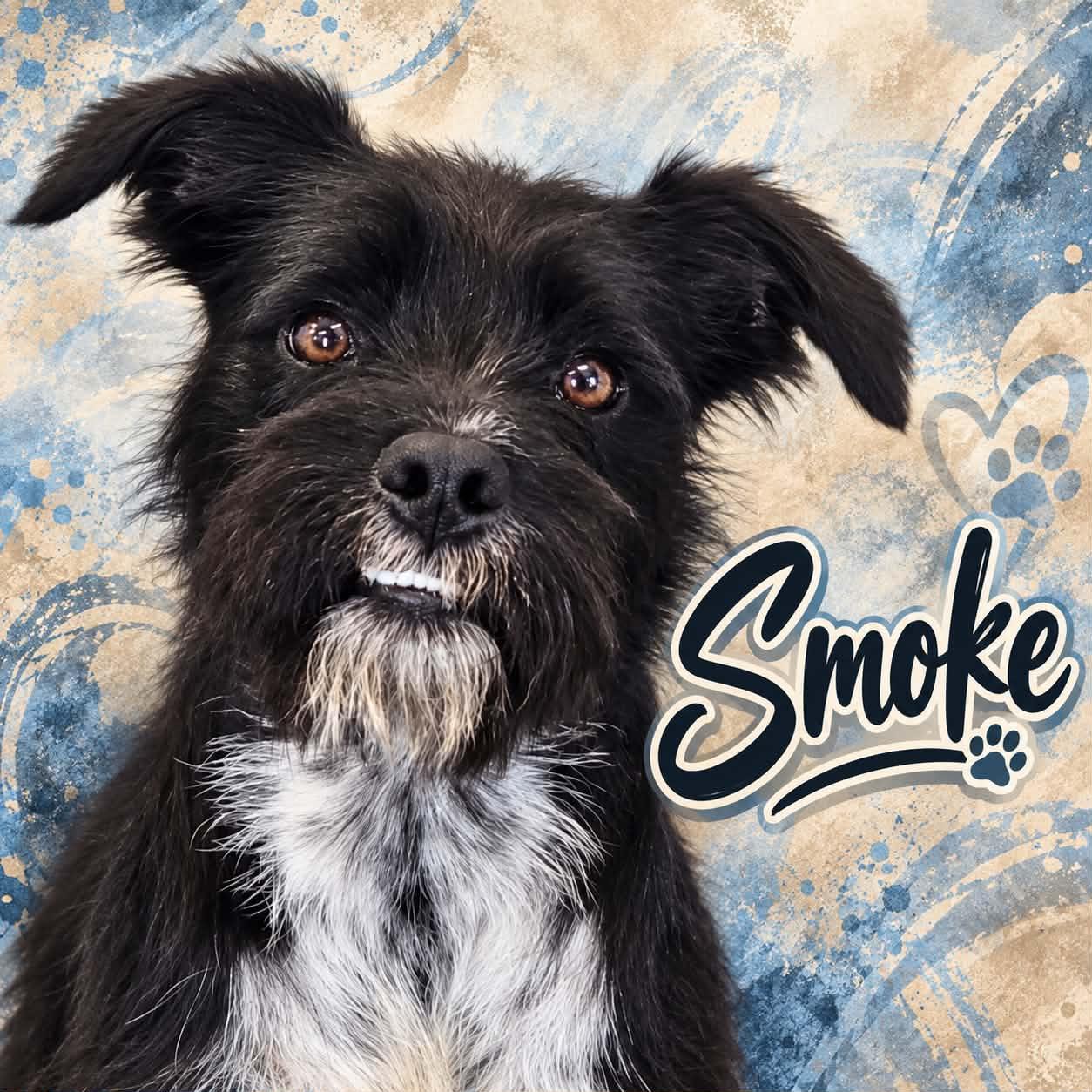 Enlarge Smoke, a Adoptable mixed breed in San Angelo , TX image 4/6