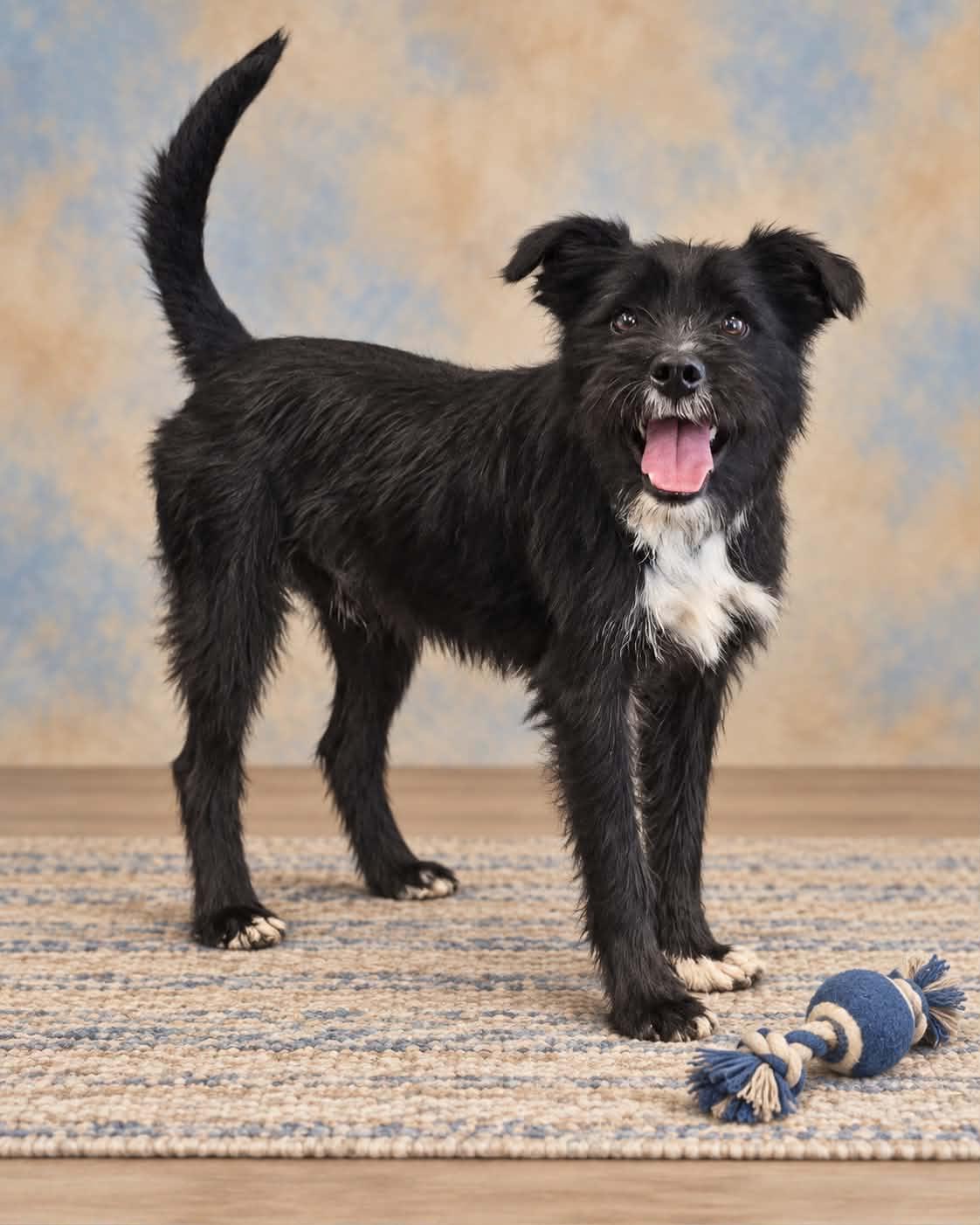 Enlarge Smoke, a Adoptable mixed breed in San Angelo , TX image 5/6