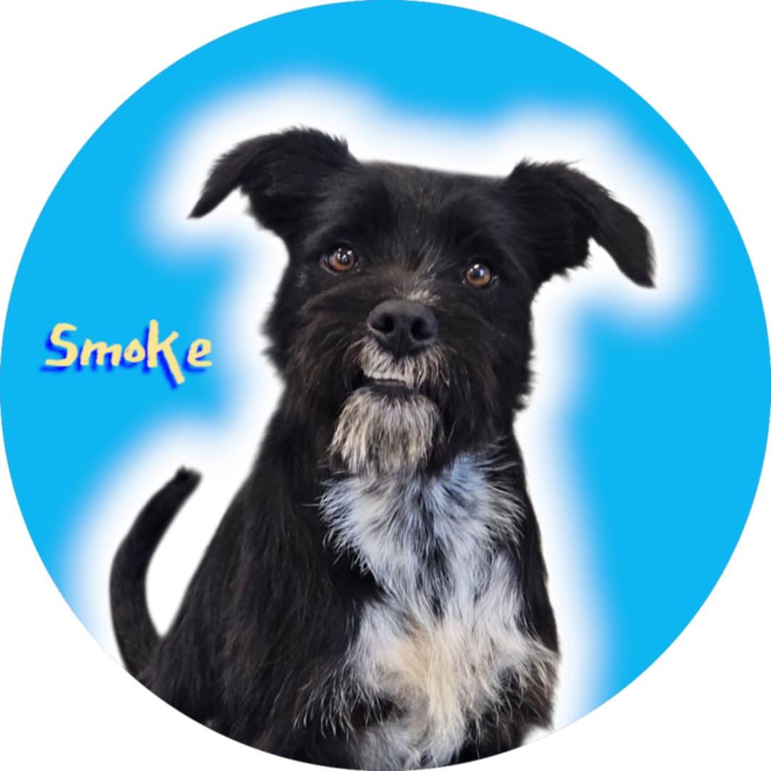Enlarge Smoke, a Adoptable mixed breed in San Angelo , TX image 6/6