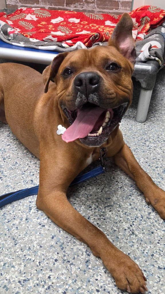 Bruce, Adoptable, Adult Male Boxer & American Staffordshire Terrier.