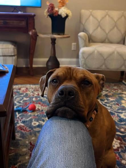 Bruce, Adoptable, Adult Male Boxer & American Staffordshire Terrier.