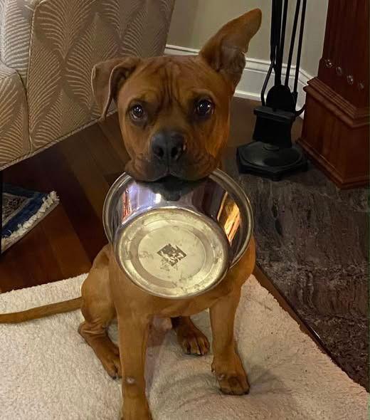 Enlarge Bruce, a Adoptable mixed breed in Sayreville, NJ image 2/3