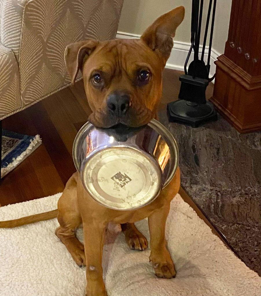 Enlarge Bruce, a Adoptable mixed breed in Sayreville, NJ image 3/3