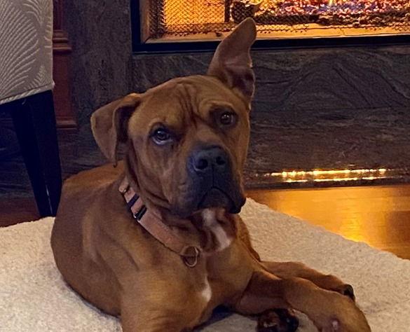 Enlarge Bruce, a Adoptable mixed breed in Sayreville, NJ image 3/3