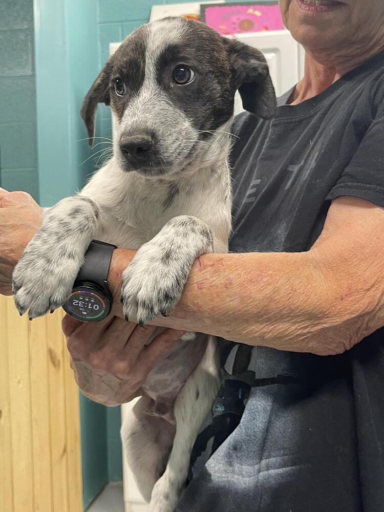 Bentley, a Adoptable mixed breed in Chattanooga, TN image 1/5