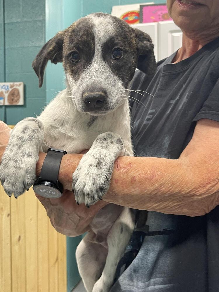 Bentley, a Adoptable mixed breed in Chattanooga, TN image 2/5