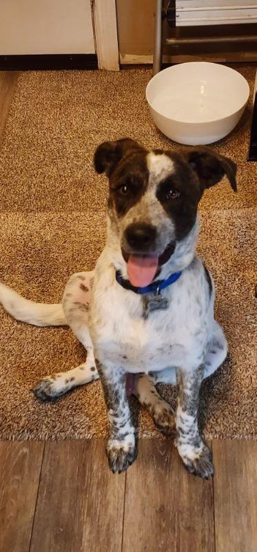 Bentley, a Adoptable mixed breed in Chattanooga, TN image 3/5