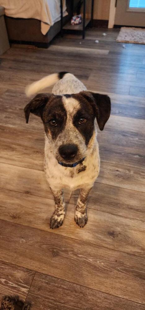 Bentley, a Adoptable mixed breed in Chattanooga, TN image 4/5