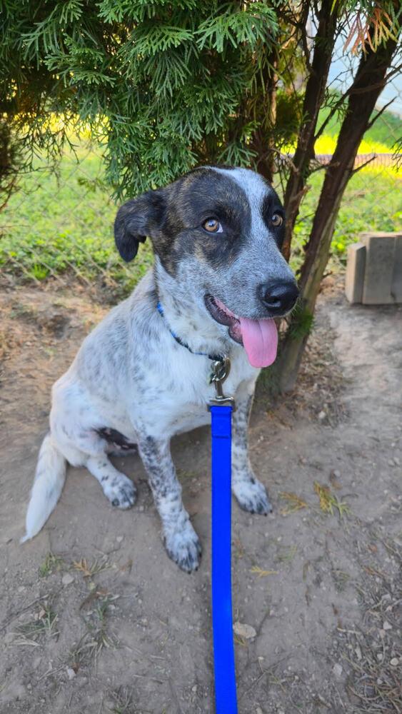 Bentley, a Adoptable mixed breed in Chattanooga, TN image 5/5