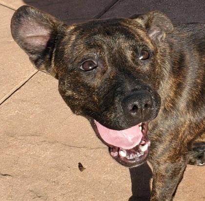 Enlarge Tinsley, a Adoptable mixed breed in Shreveport, LA image 1/2