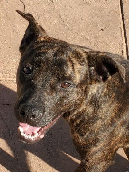 Enlarge Tinsley, a Adoptable mixed breed in Shreveport, LA image 2/2