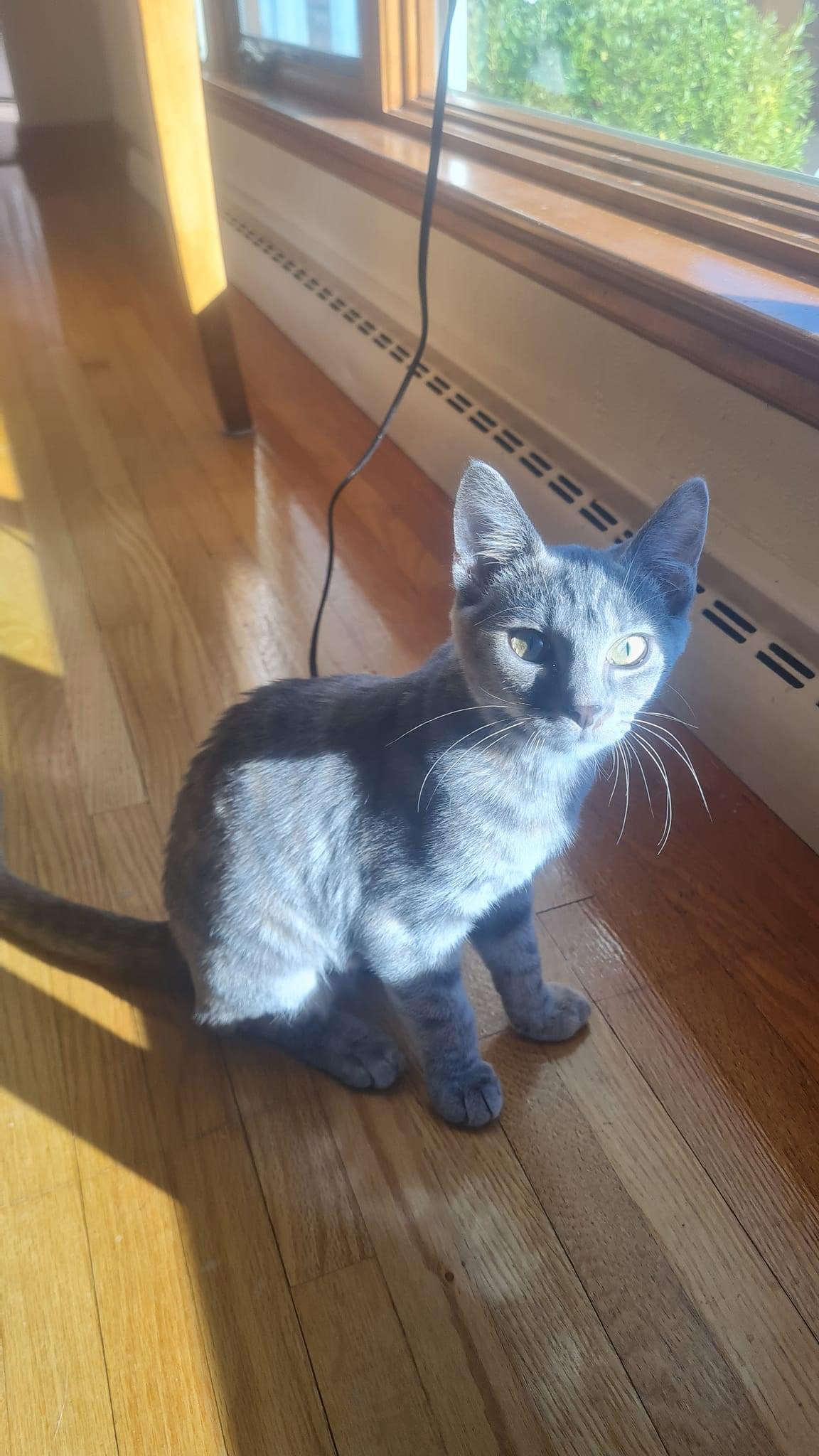 Enlarge Molly, a Adoptable Domestic Short Hair in West newton, PA image 1/1