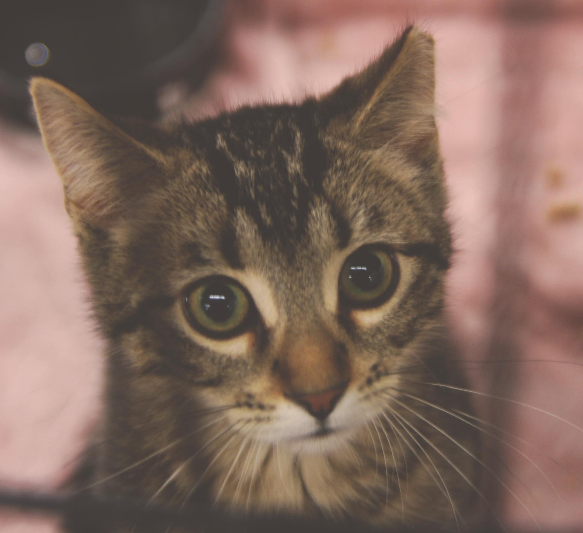 Enlarge Pumpernickel, an adopted Domestic Short Hair in Shell Lake, WI image 1/2