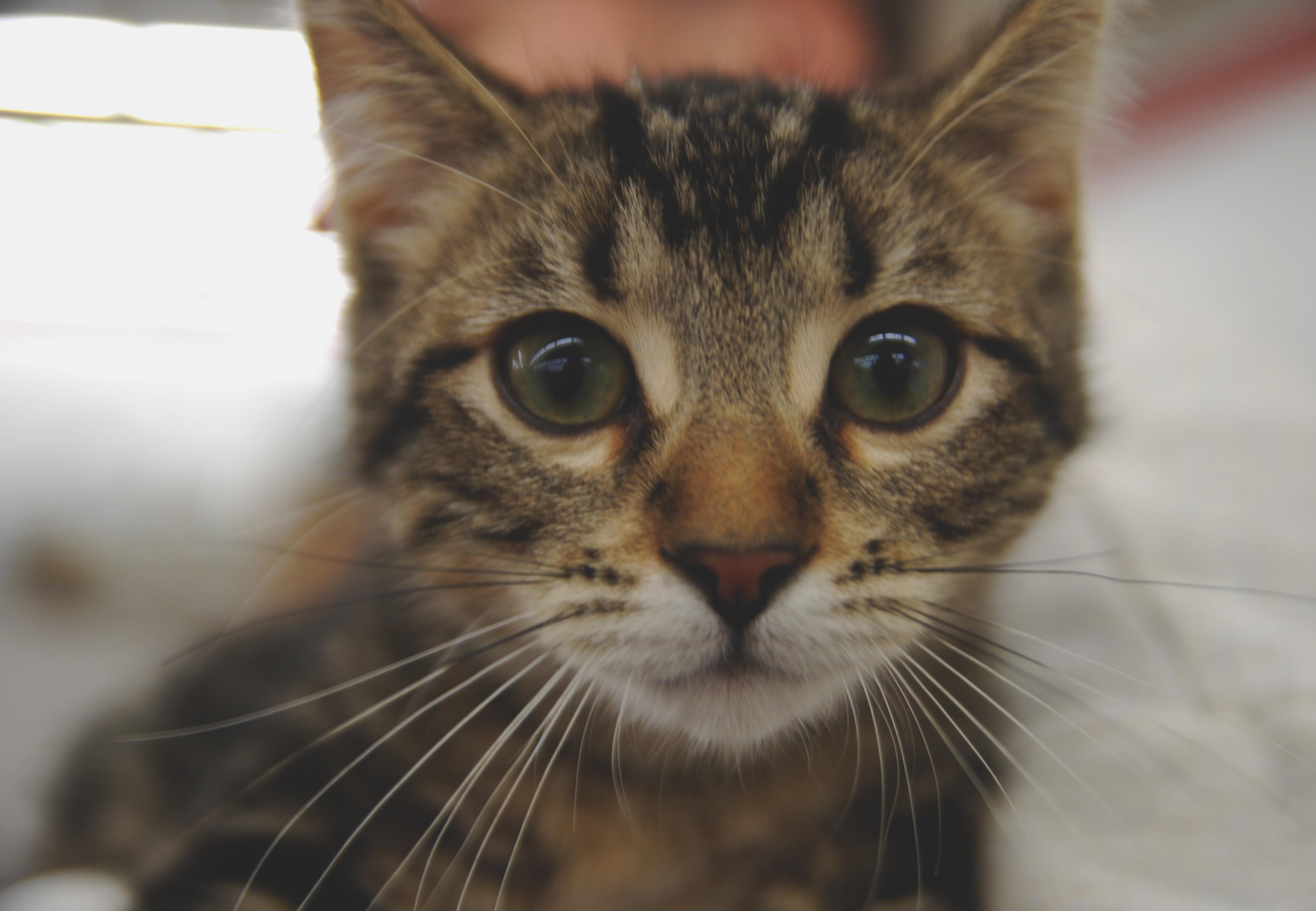 Enlarge Pumpernickel, an adopted Domestic Short Hair in Shell Lake, WI image 2/2