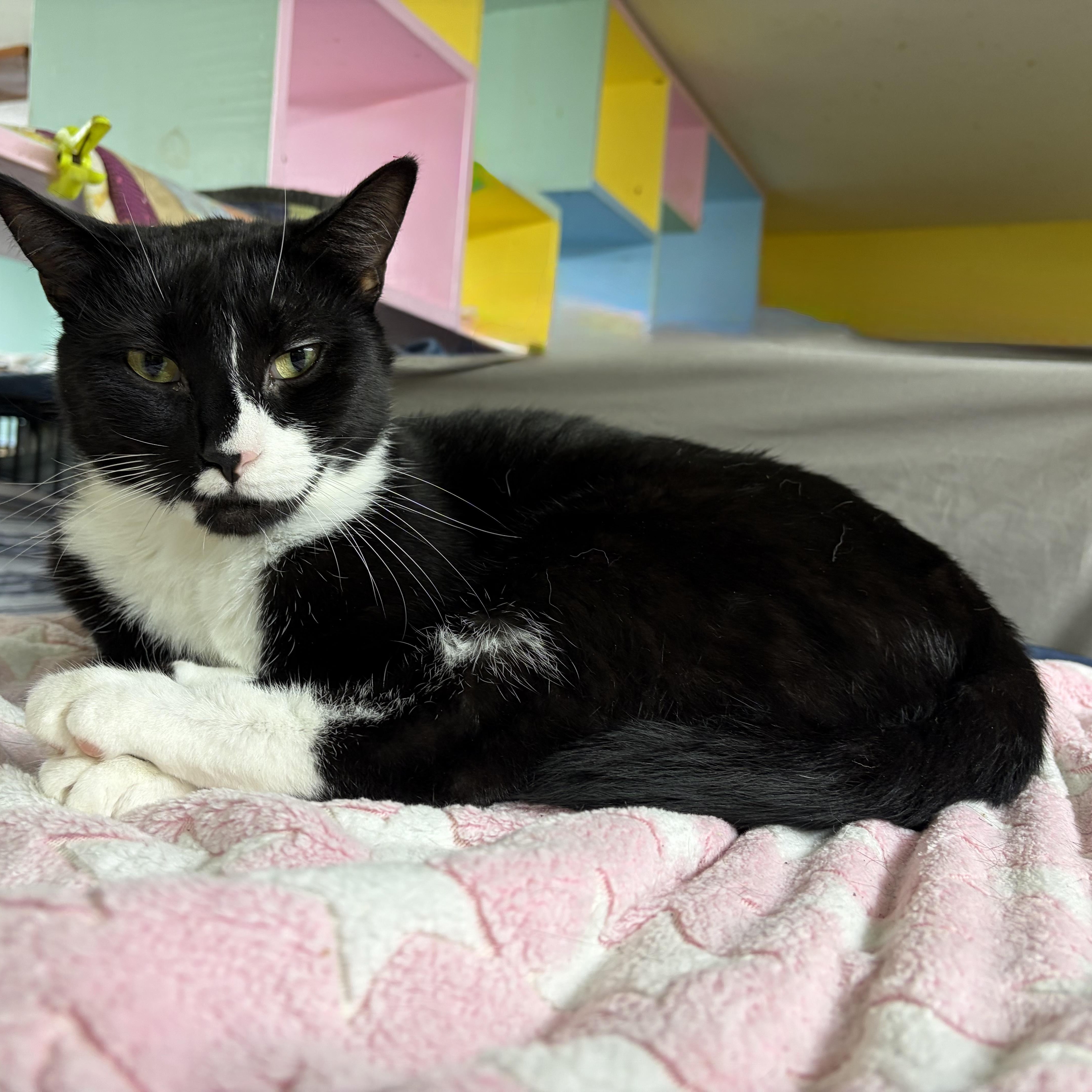 Enlarge Scorch, a Adoptable Domestic Short Hair in Cortland, NY image 1/1