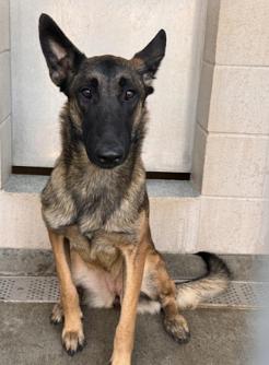 Flora located in California, Adopted, Young Female Belgian Shepherd / Malinois.