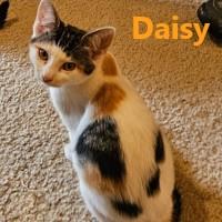 Enlarge Jack and Daisy, a Adoptable Domestic Short Hair in Olympia, WA image 1/2