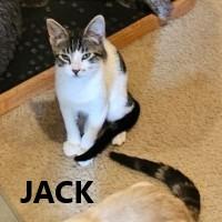 Enlarge Jack and Daisy, a Adoptable Domestic Short Hair in Olympia, WA image 2/2
